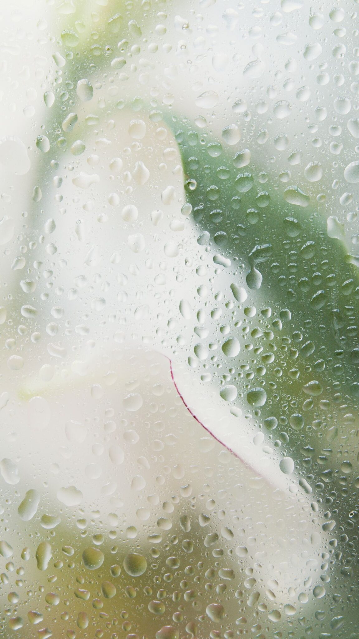 Récupération de l'eau de pluie pour des usages domestiques